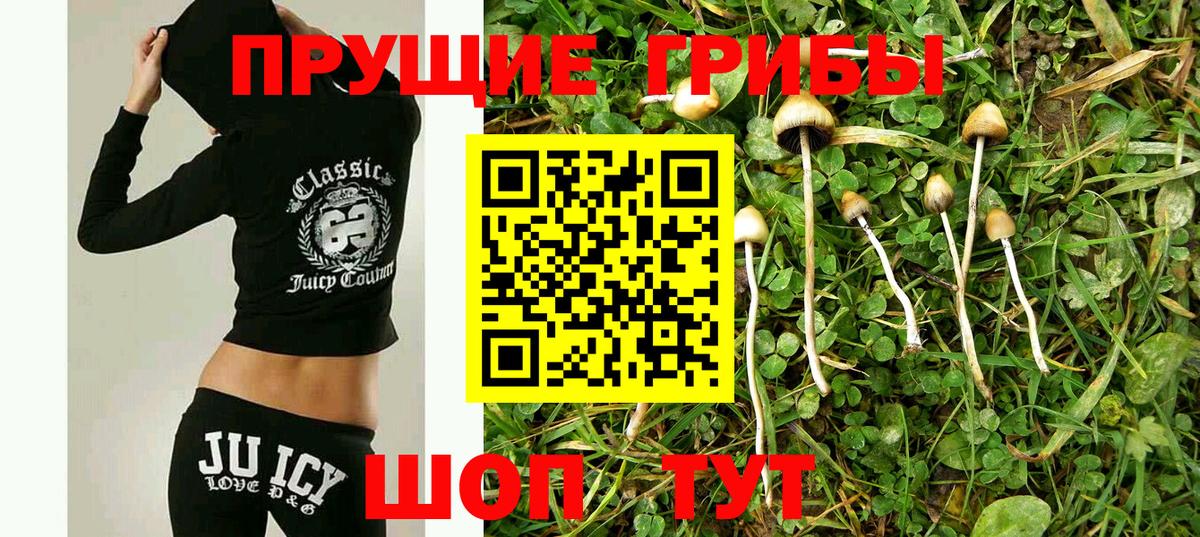 Галлюциногенные грибы MAGIC MUSHROOMS  Вход с VPN  Вятские Поляны  Псилоцибиновые грибы Psilocybe 